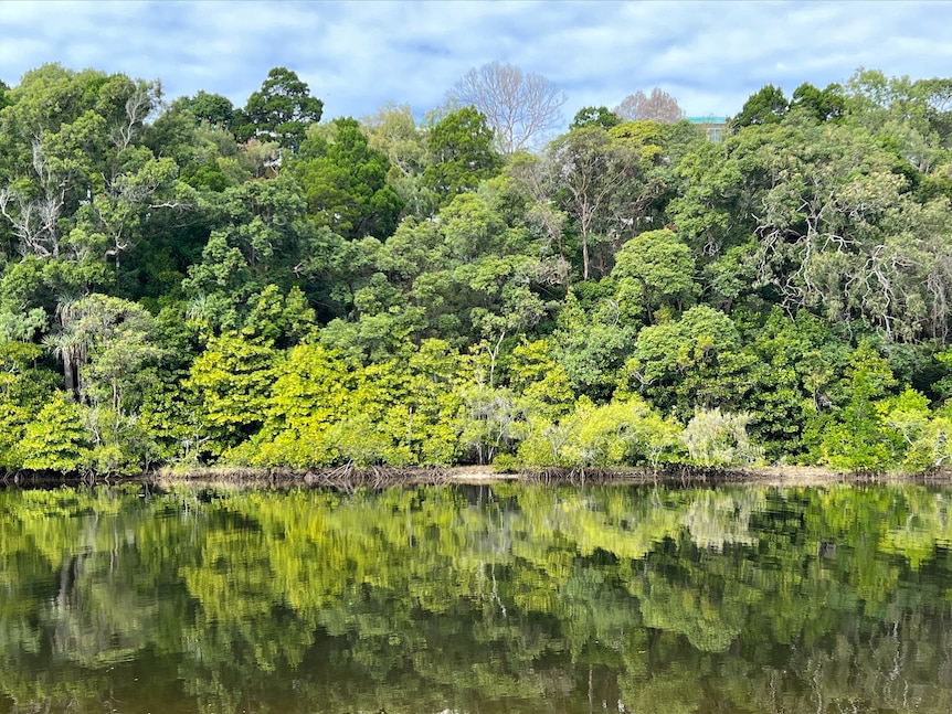 A waterway reflecting dense bushland
