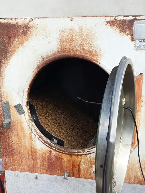 Grain inside the commercial dryer at Belgrove distillery in Kempton.