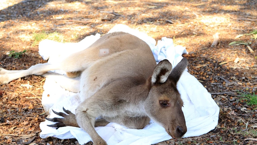 One kangaroo was released at a golf club after undergoing surgery.