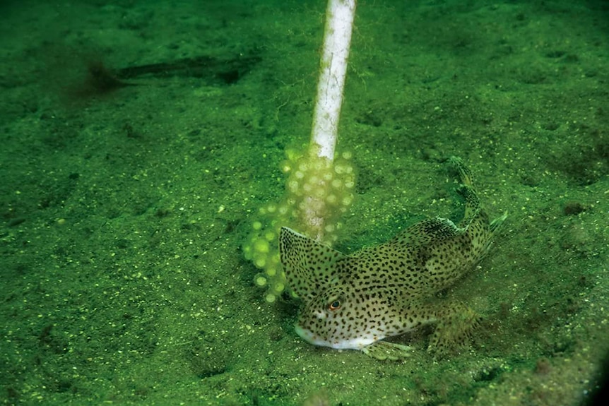 A handfish sits next spawned eggs
