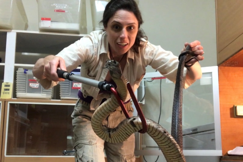Woman handling a venomous dugite snake