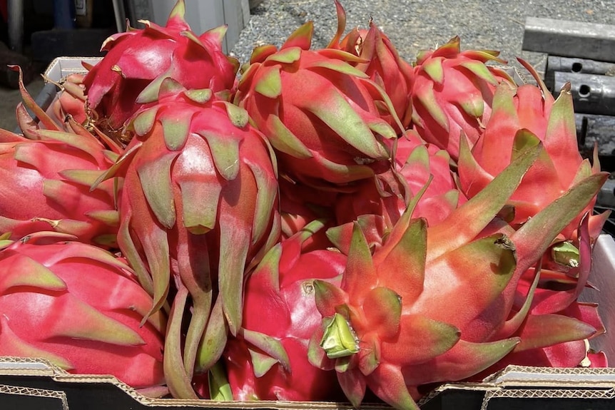 A box overflowing with red and green dragon fruit.