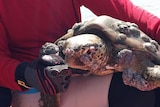 A turtle off north Queensland with a disease called fibropapillomatosis