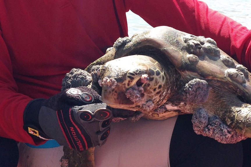 A turtle off north Queensland with a disease called fibropapillomatosis