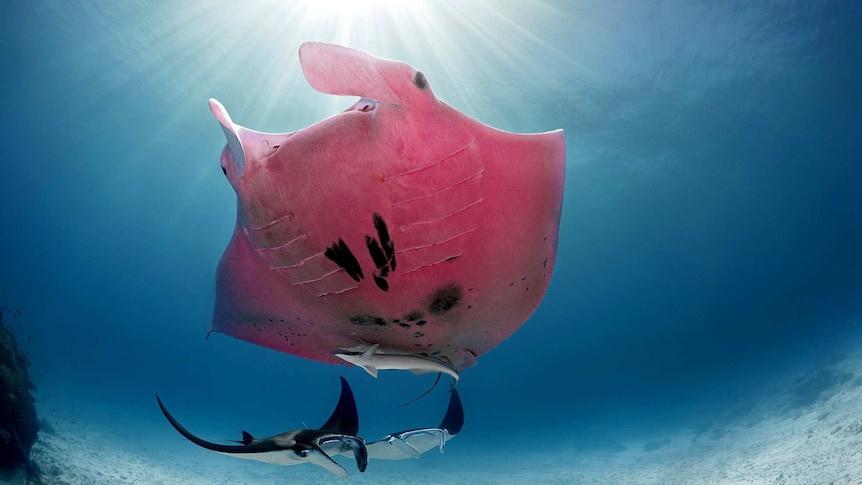 A pink manta ray swims in the water.