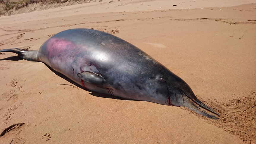 Rare beaked whale found at Waitpinga Beach