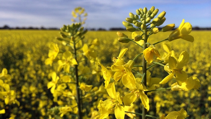 A sea of yellow as canola crops flower