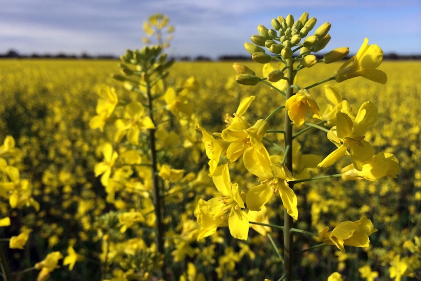 A sea of yellow as canola crops flower