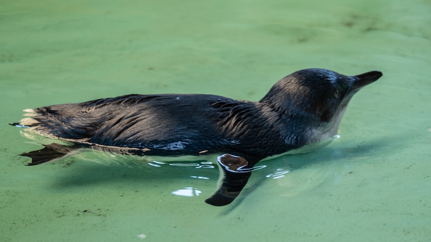 A captive little penguin on Penguin Island