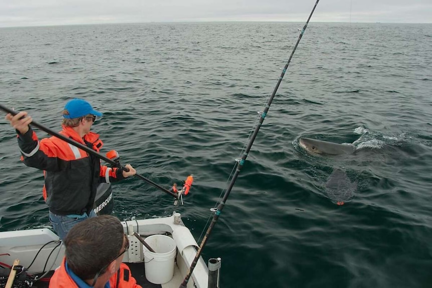 Salvador Jorgensen tags a shark near the Farallon Islands