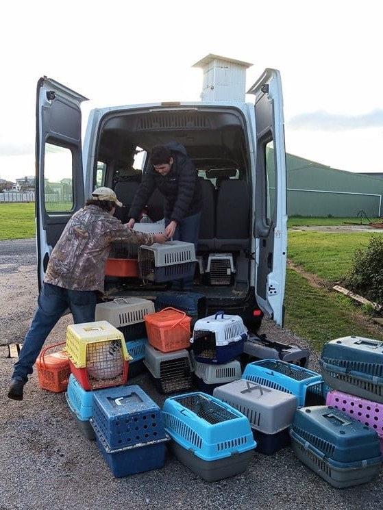 Two people load chicken crates into a minibus.