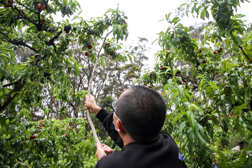 A man uses a stick to dislodge nectarines from the tree. 