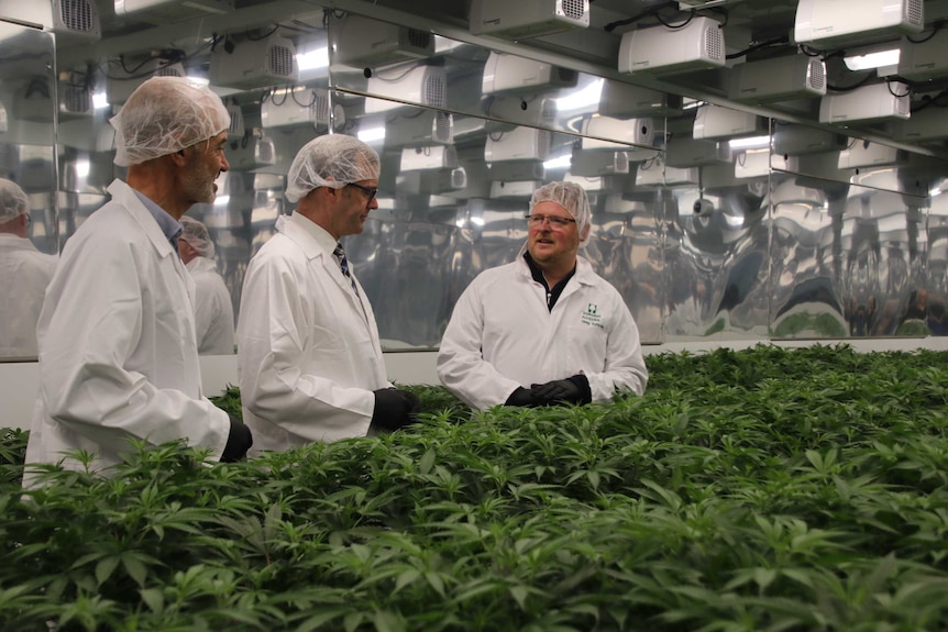 Three men inspecting green cannabis plants inside a new medicinal cannabis grow house at Westbury in northern Tasmania