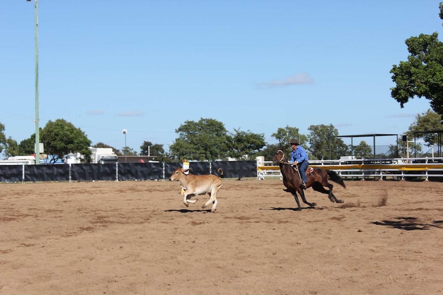 A competitor drafts a beast at the Clermont campdraft