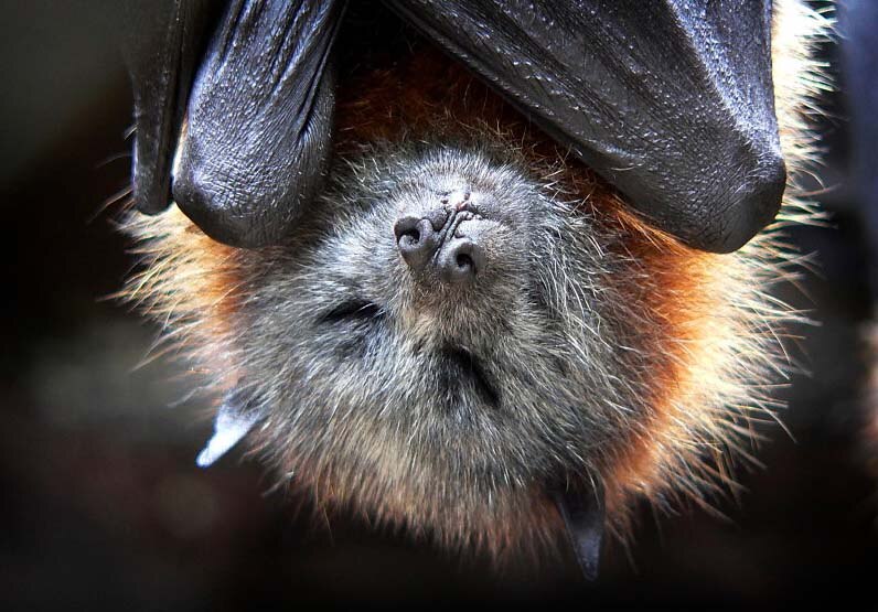 presidente Capataz puramente difference between bats and flying foxes