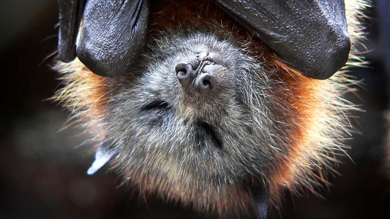 Australian fruit bat