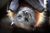 Australian fruit bat
