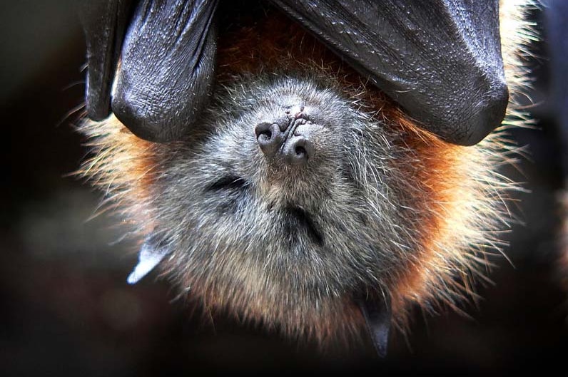 Bats hanging upside down