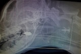 X-ray image of squid jig lodged in throat of a dog.