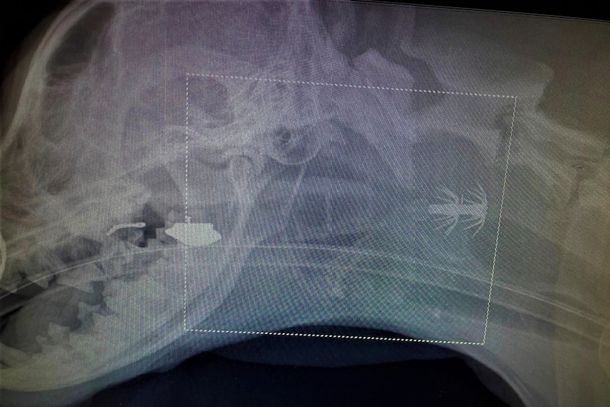 X-ray image of squid jig lodged in throat of a dog.