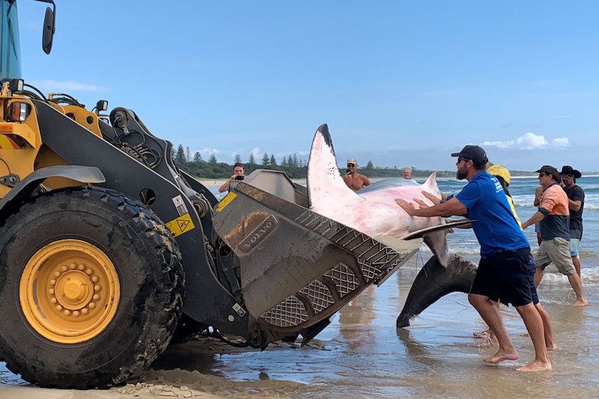 two white men in blue tshirts putting a shark carcass into the bucket of an excavater on a beach .
