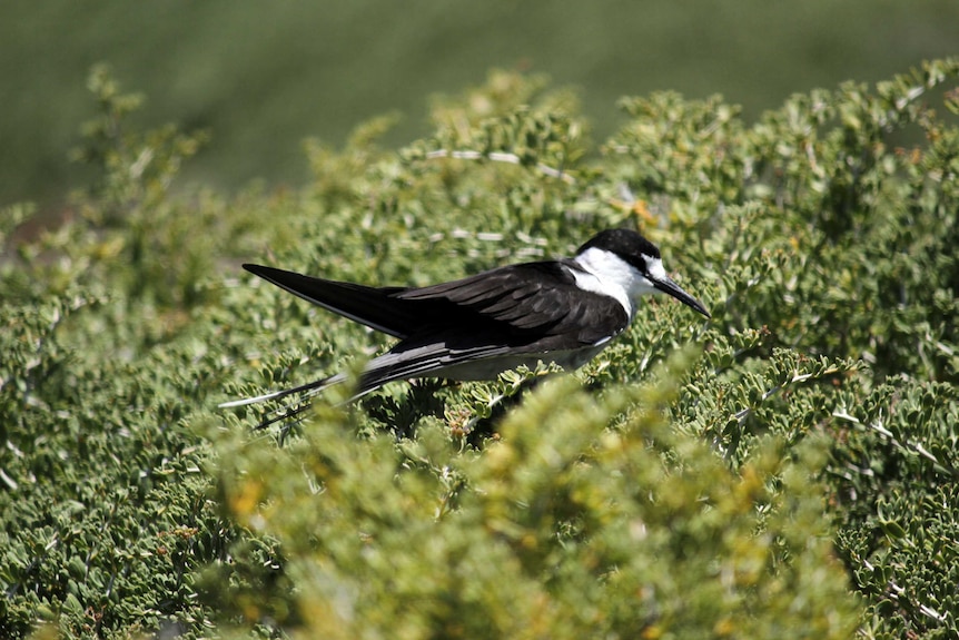 Sooty tern.