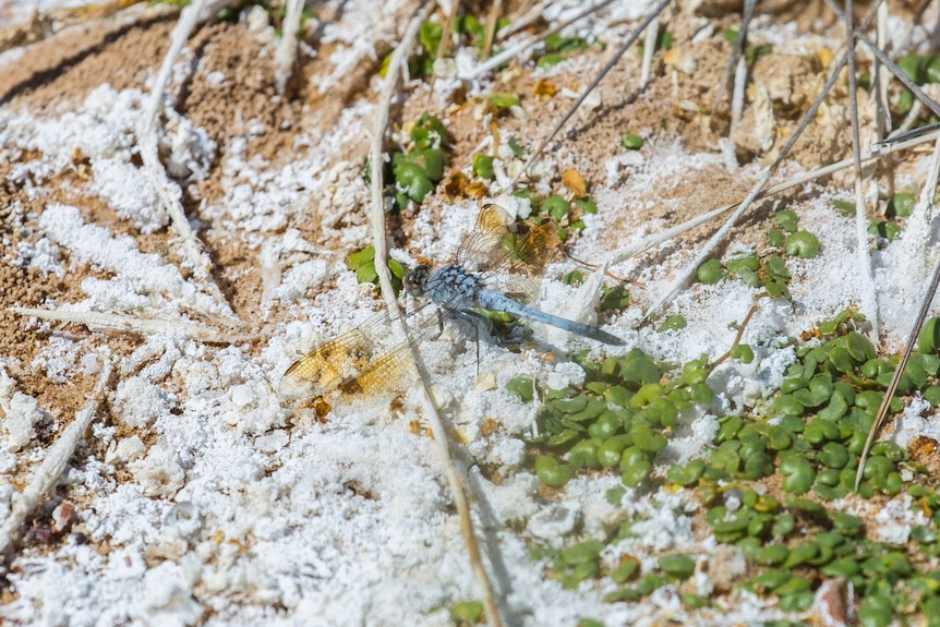 A close-up  of a blue dragonfly landed on crusted, white bi-carb residue.