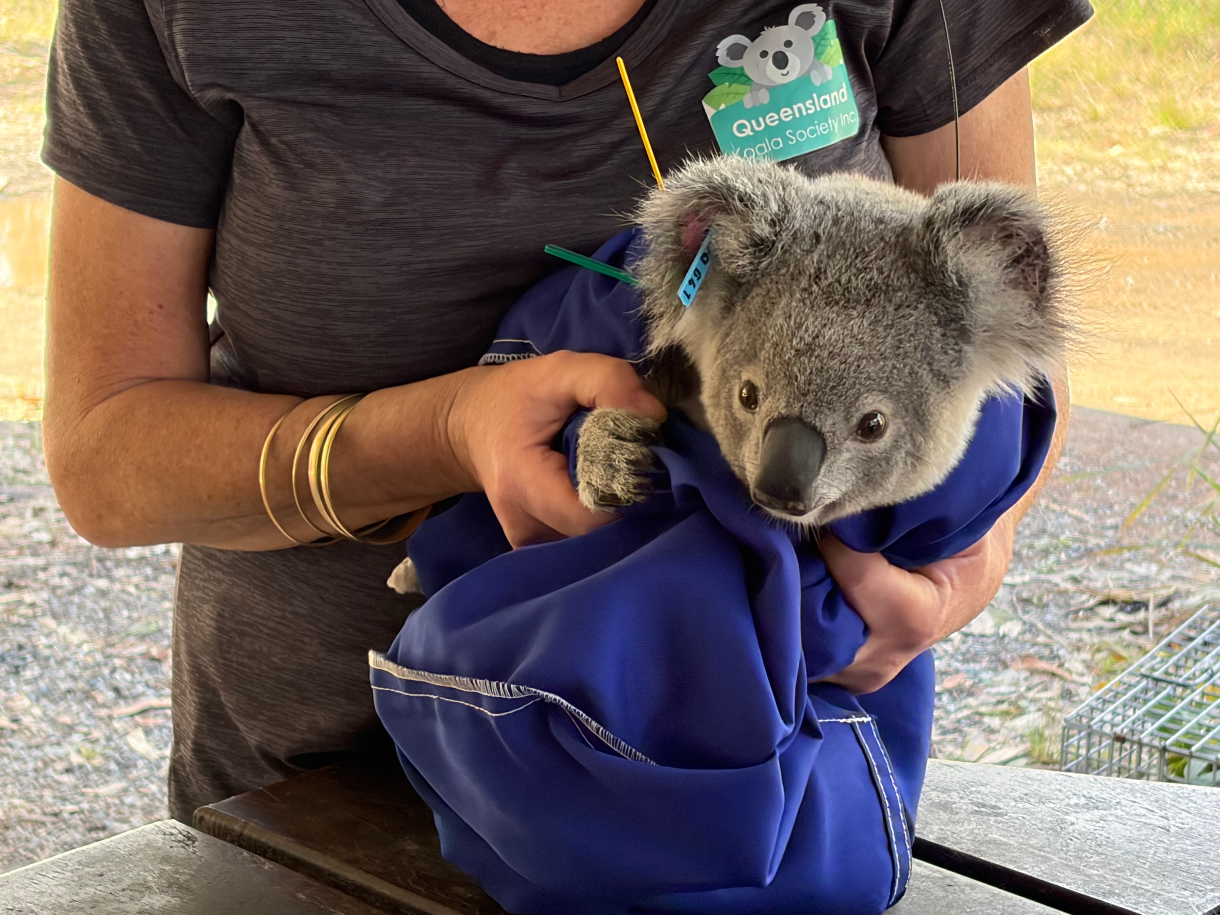 'Game-changer': Tracking collars help monitor vulnerable koala populations