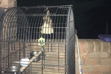 A black wire birdcage with a budgie inside and multiple mice eating the hanging toy made of seeds.