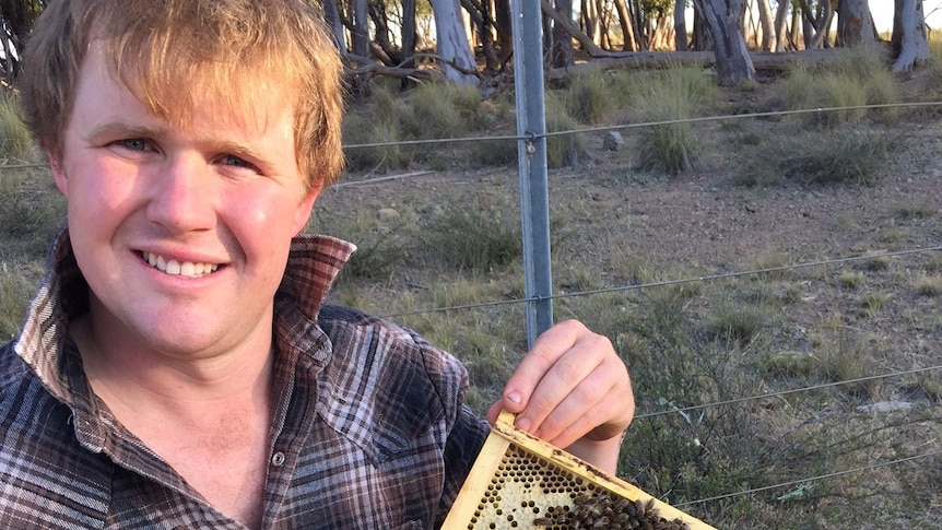 A man in a check shirt holding a frame from a bee hive, with bees on part of the frame.