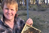 A man in a check shirt holding a frame from a bee hive, with bees on part of the frame.