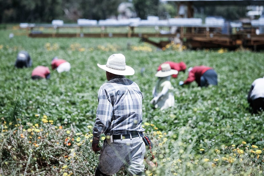 Mexican fruit pickers on a farm in Oxnard, California.