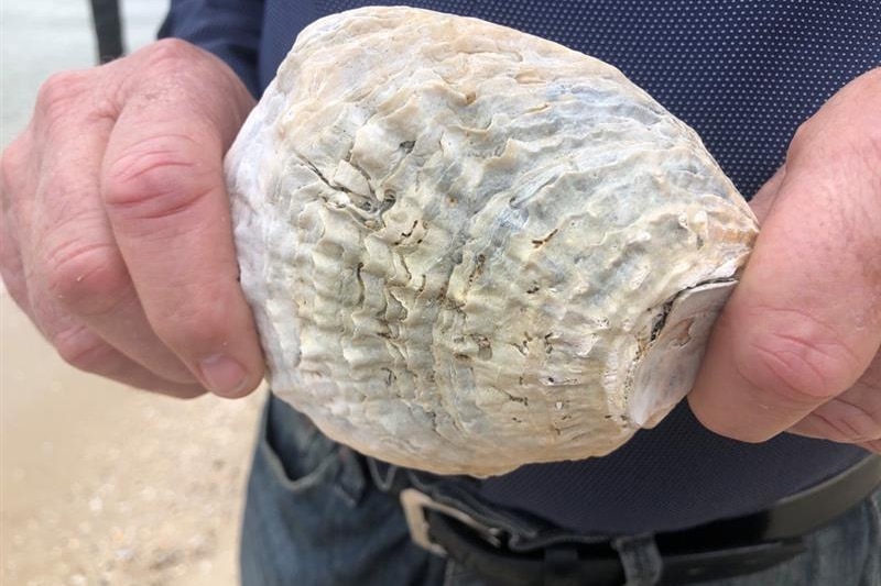 Photo of oyster shell.