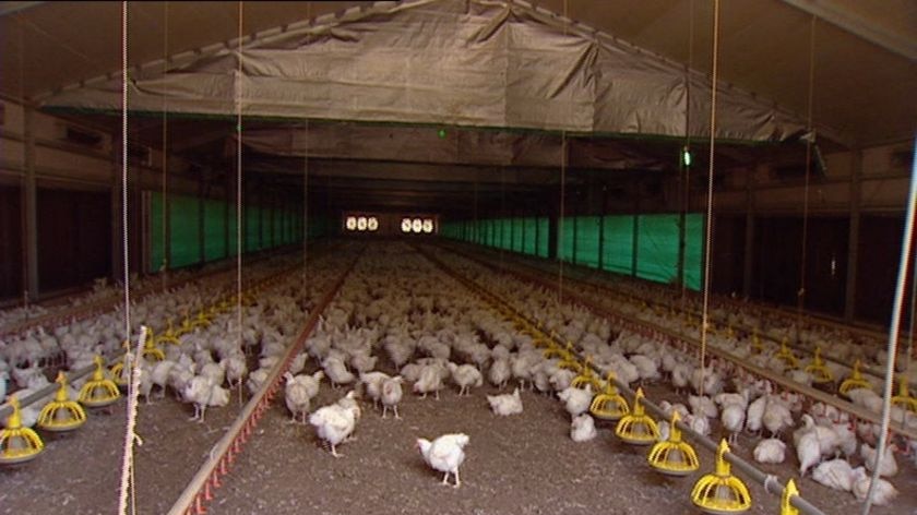 Free-range chickens in commercial barn at poultry farm