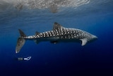 A diver swims with a whale shark called Stumpy at Ningaloo reef.