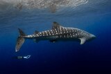 A diver swims with a whale shark called Stumpy at Ningaloo reef.