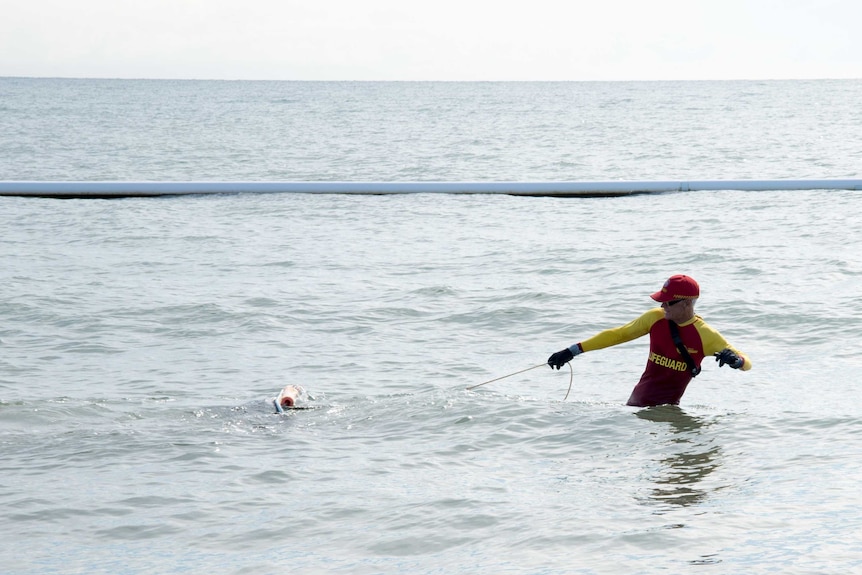 A life guard drags a stinger net through the water inside a swimming enclosure.