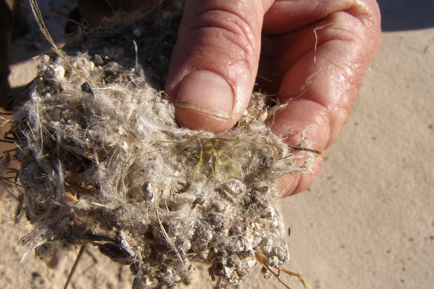 Zebra finch nest with feather