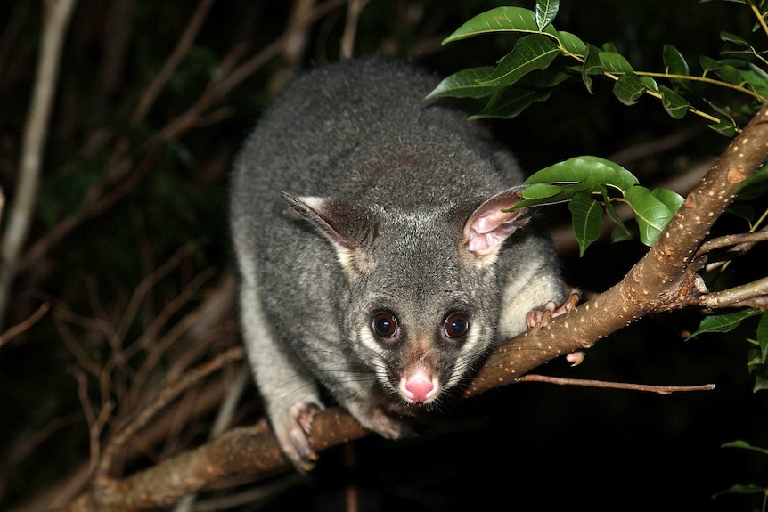 A possum on a narrow tree branch staring at the camera.