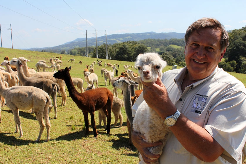 Alpacas for export to Turkey, Millpaca Stud Berry