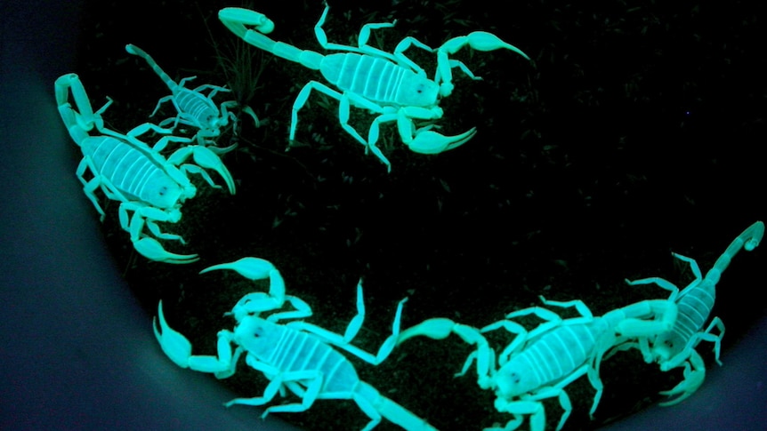 Several scorpions glow green on a dark background.