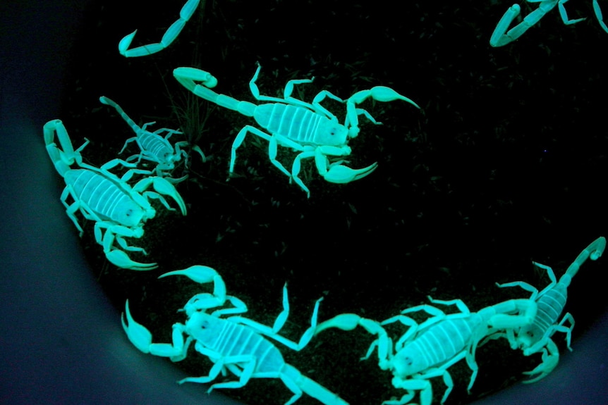 Several scorpions glow green on a dark background.