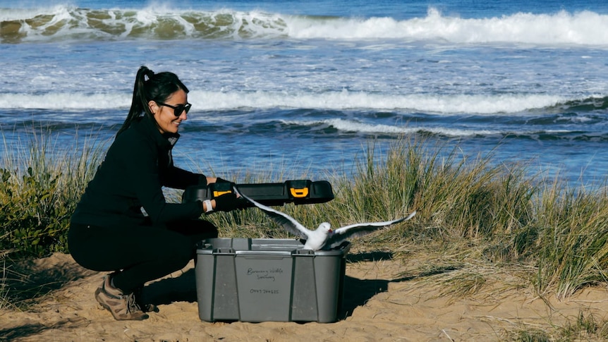 A woman lets a seabird out of a crate on the beach.