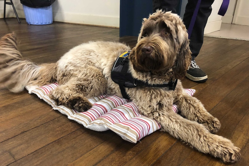 A brown assistance dog sits on a striped matt on the floor of a hall