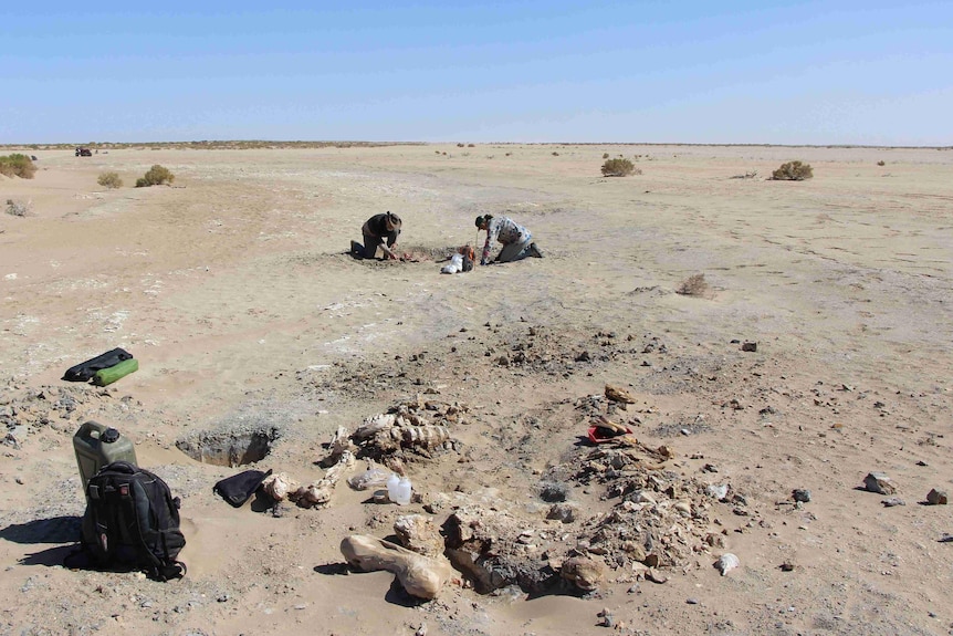 Researchers in the desert of South Australia dig into the dirt, uncovering a fossil of a large extinct kangaroo skeleton.