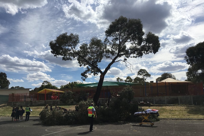 A tree branch on a basketball court at Bendigo which fell on some people.