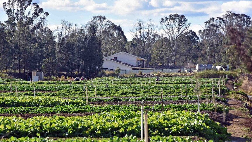 There is a house in the background behind rows of fresh vegetables grown on land in the peri-urban areas of Kemps Creek.