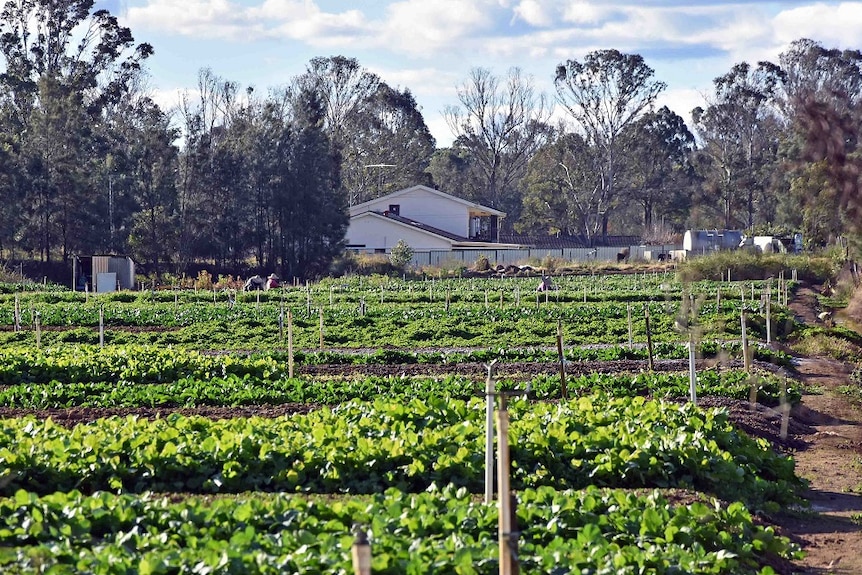 A house in the background behind rows of fresh vegetables grown on land in the peri-urban areas of Kemps Creek.