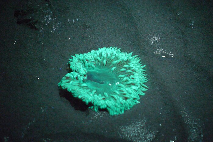 A frilly sea slug phosperescing at night underwater.l