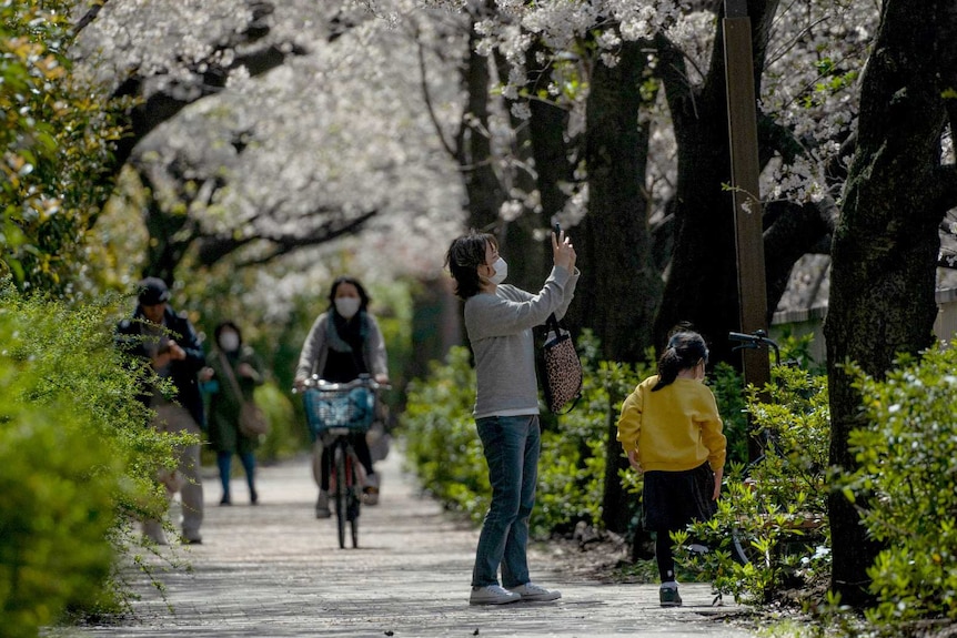 A woman photographs cherry trees and their white blossoms in a Tokyo park.